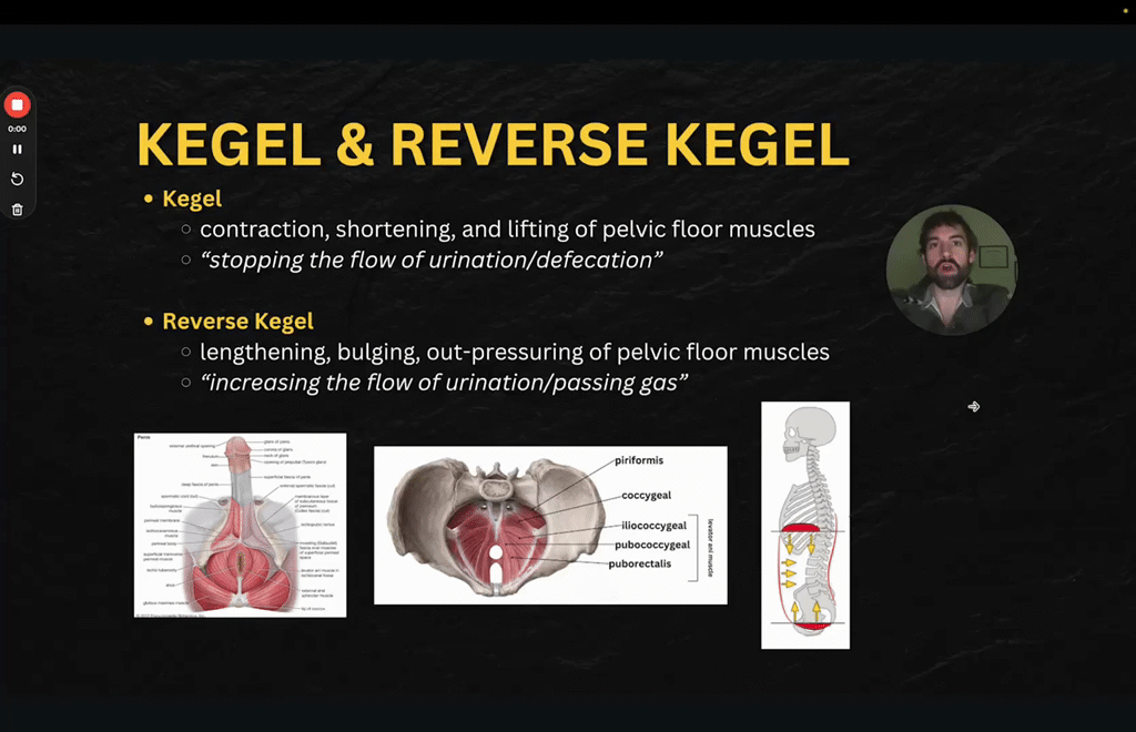 Kegel & Reverse Kegel: The Yin & Yang of Pelvic Control