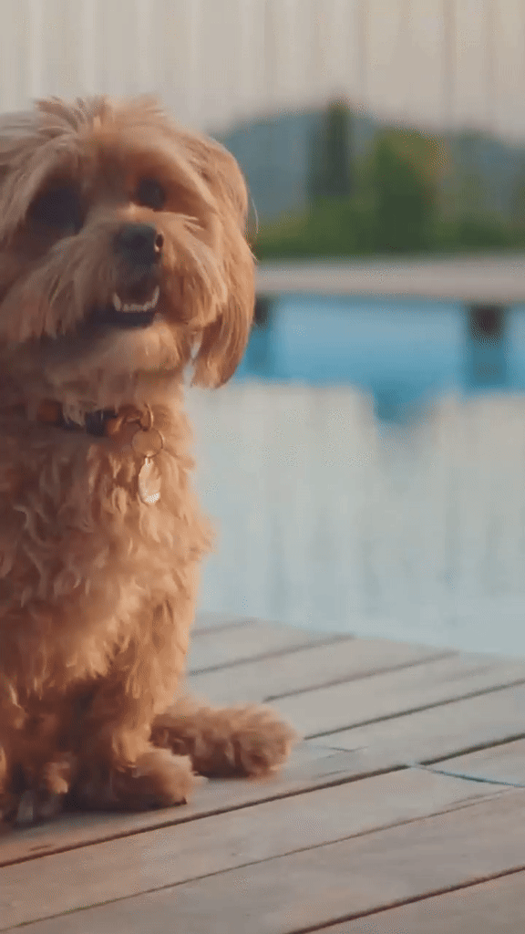Puppies with a Purpose